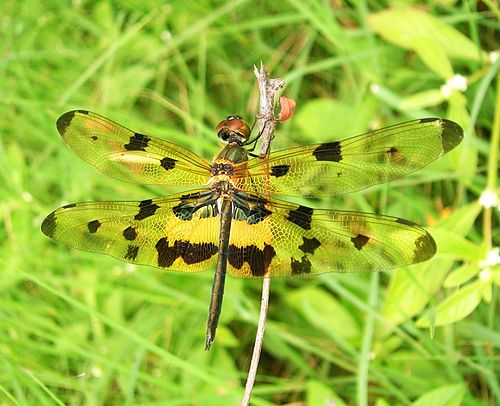 Rhyothemis variegata